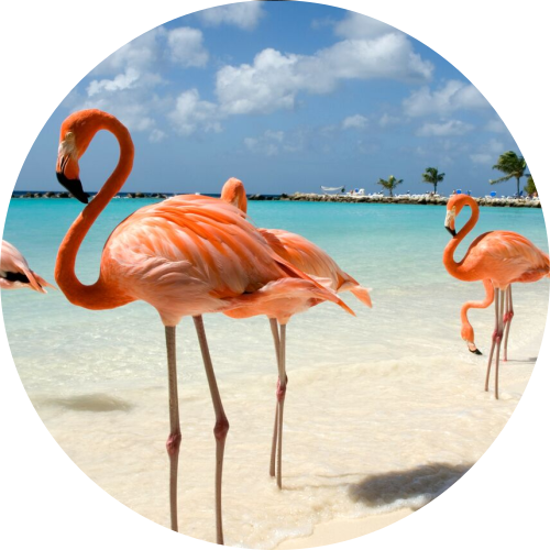 Flamingo's in the water on Aruba